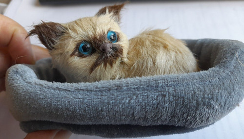 Cat bed small - bed, 5"