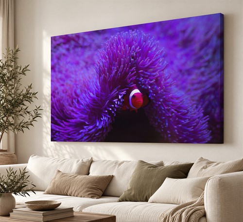 Clownfish and sea anemone - clownfish,