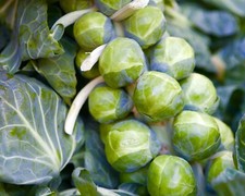 Brussels Sprout Early Half Tall - 300x Seeds - Vegetable