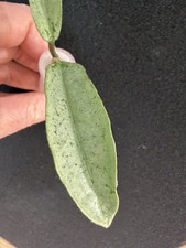 Hoya Carnosa Grey Ghost