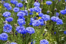 6 Native British Wildflower
