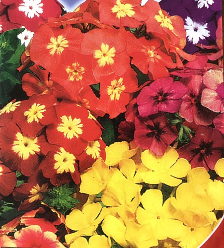 100 drummond phlox - drummond's, mix