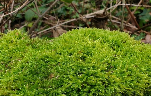 Live vivarium sphagnum - live,