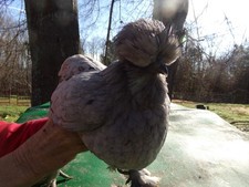 12 Fertile Silkie Chicken