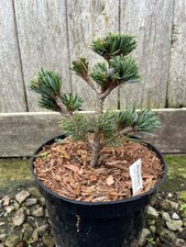 Japanese White Pine 'Hagoromo' | Dwarf Conifer | Pinus parviflora 10/20cm 2L Pot