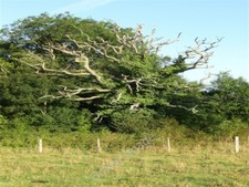 Photo 6x4 Stag Head Oak Streat