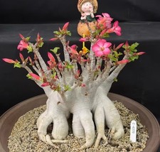 Adenium obesum WYSIWYG Garden