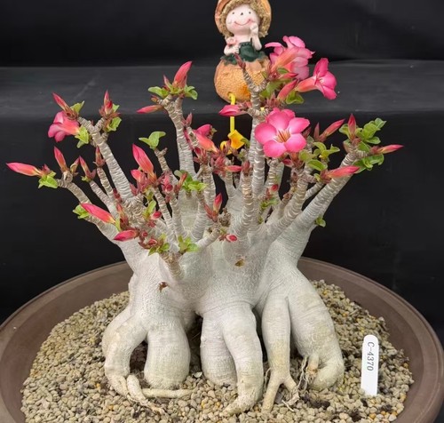 Adenium obesum wysiwyg - wysiwyg, garden