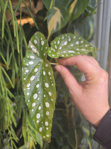 Begonia maculata variegated - begonia,