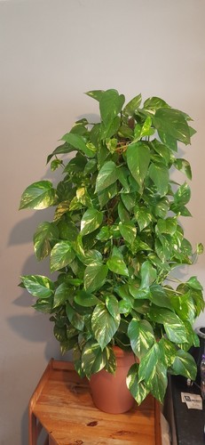 Large healthy money plant - healthy,