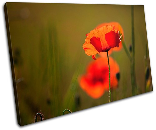 Poppy field flowers floral - flowers,