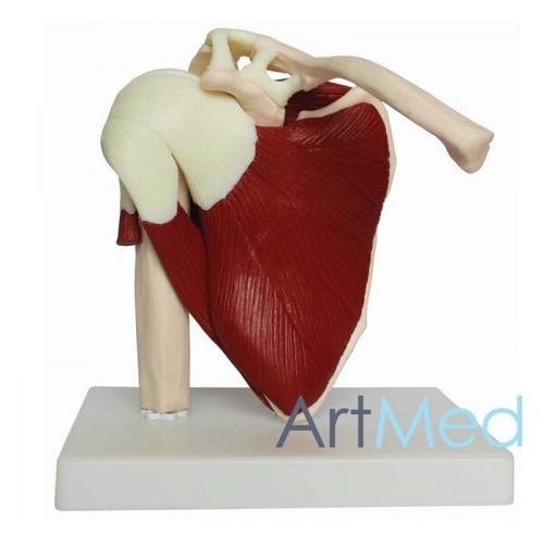Model anatomy life size - anatomy,