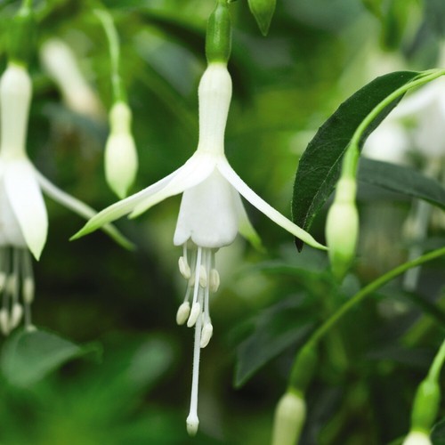 Fuchsia hawkshead garden - t&m,