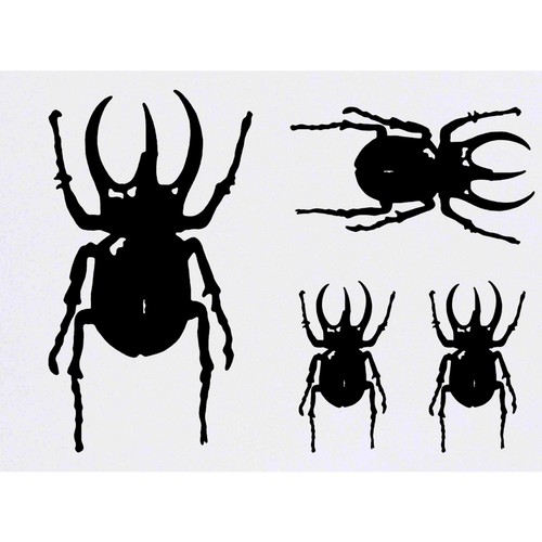 Atlas beetle temporary - 'atlas,