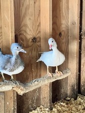 6 Mandarin Duck Hatching Eggs