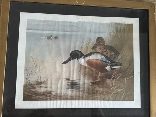 Archibald thorburn 1928 - archibald, ducks