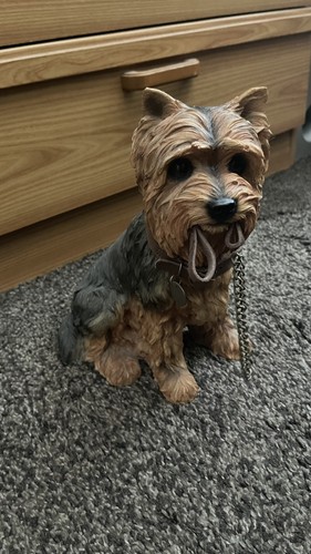 Yorkshire terrier yorkie - yorkshire,