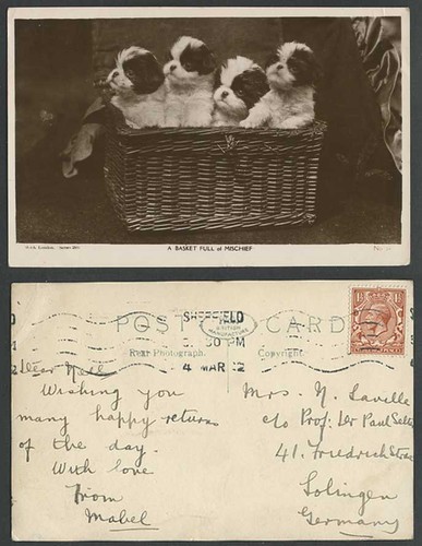Dogs puppies 1922 - puppies,