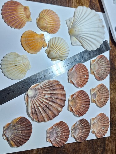 Mixed scallop shells - 15,