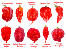 Worlds HOTTEST Chilli - 50