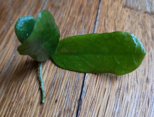 Hoya rotundiflora fresh - rotundiflora,