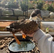 Call Duck Hatching Eggs 12+
