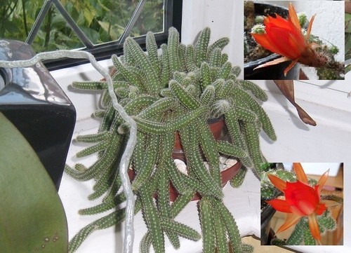 Peanut cactus 4 cuttings - peanut,