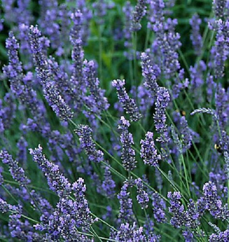Lavender intermedia grosso - lavender, x