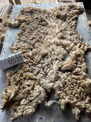Norfolk horn raw unwashed - norfolk,