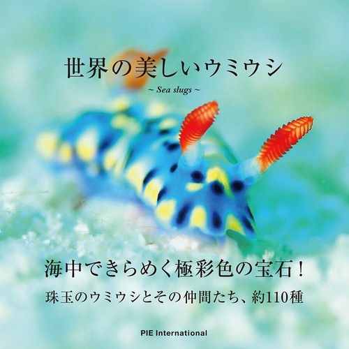 Sea slug the - sea, most