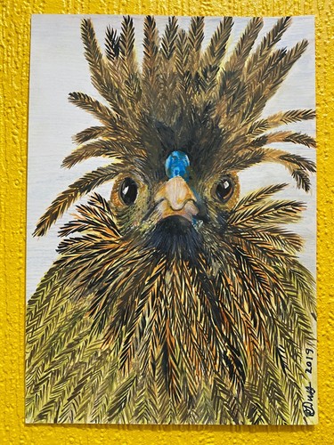 Polish chicken bad hair - polish, day