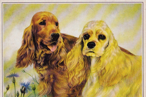 Cocker spaniel american - cocker,