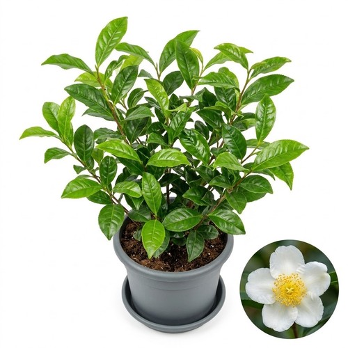 Camellia sinensis live green - sinensis,