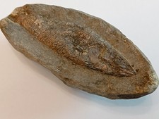 Fossil of Unknown Fish / Fossilized / Stone / Collectible
