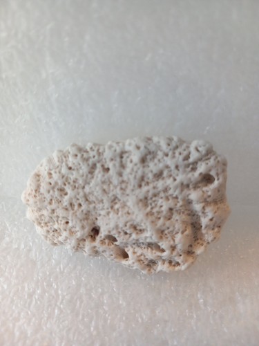 Fossil brain coral - brain,