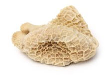 Frozen Fresh Honey Comb  Tripe