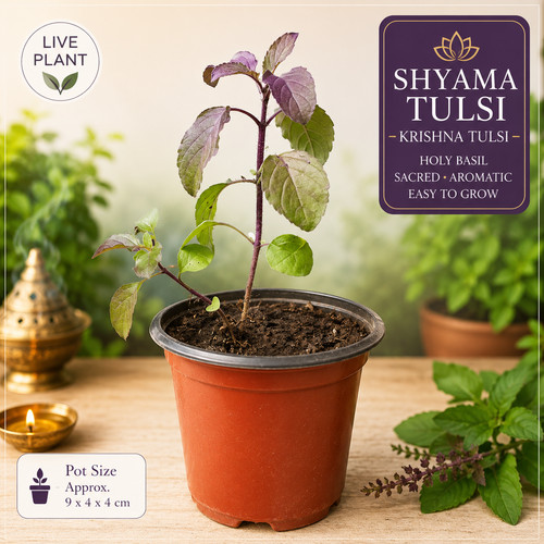 Shyama tulsi plant pot holy - pot, (holy