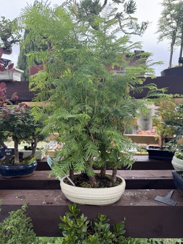 Redwood bonsai forest - redwood,