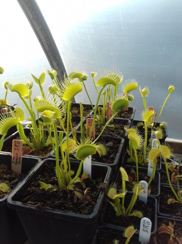 Carnivorous plant venus fly - -,