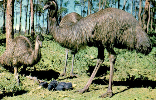 Australian emus with eggs rppc - emus,