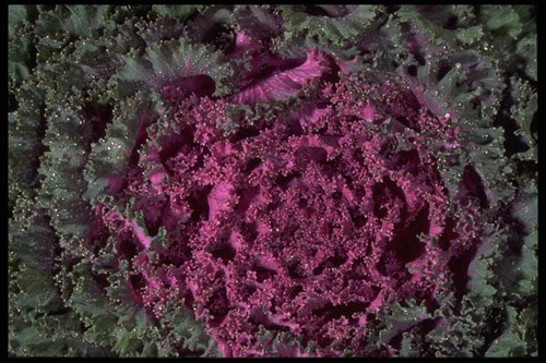 403054 ornamental cabbage - 403054, a4
