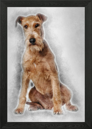 Irish terrier years old - 2,