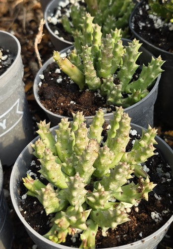 Orbea variegata star - variegata,