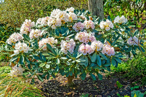 Rhododendron silbervelours - rhododendron-silbervelours,