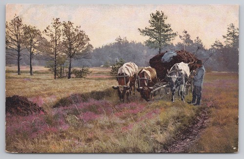 Oxen team with hay - , wagon