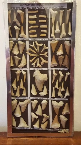 Framed mounted natural history - framed/mounted,