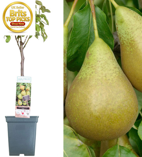 Patio fruit tree - patio,