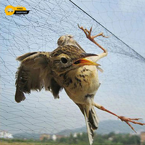 Anti bird catcher - bird,