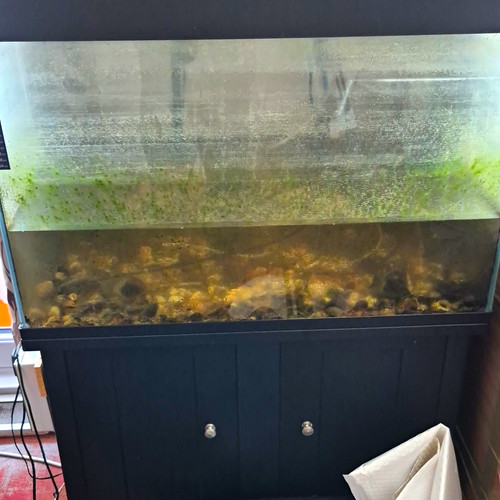 Glass rectangular fish - fish, tank