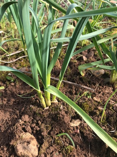 Serpent garlic allium - -,